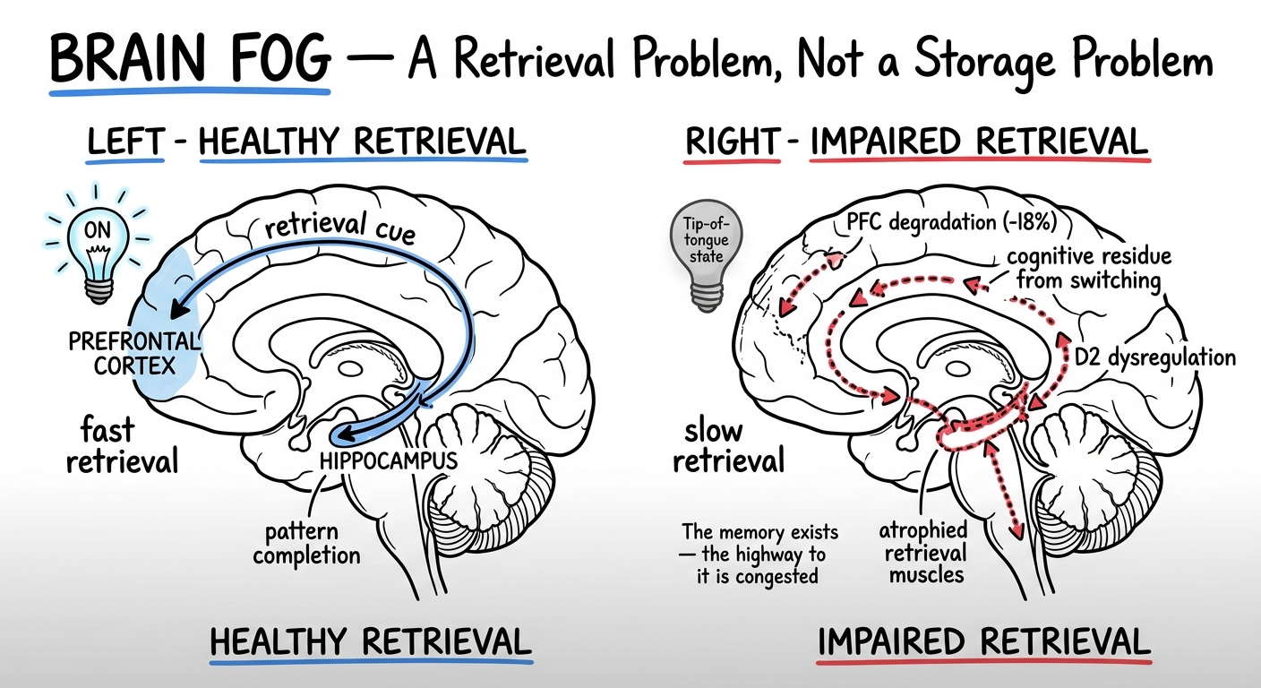Whiteboard diagram showing healthy versus impaired memory retrieval: normal PFC-hippocampus pathway produces fast retrieval, while degraded pathway with cognitive residue and D2 dysregulation leads to tip-of-tongue failures